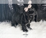 Small Photo #12 Cocker Spaniel Puppy For Sale in WARSAW, IN, USA