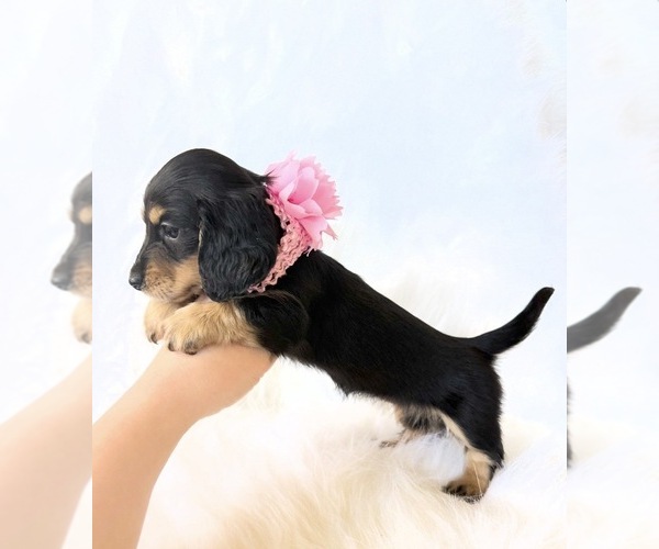 Medium Photo #10 Dachshund Puppy For Sale in DAVIS, CA, USA