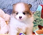 Small #3 Pomeranian