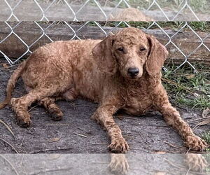 Poodle (Miniature) Dogs for adoption in Valrico, FL, USA