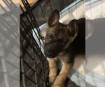 Small #3 German Shepherd Dog Mix