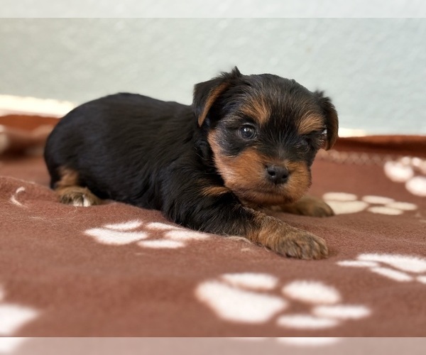 Medium Photo #3 Yorkshire Terrier Puppy For Sale in TUCSON, AZ, USA