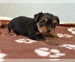Small #2 Yorkshire Terrier