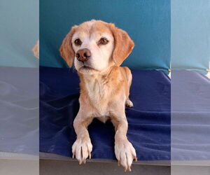 Sammy-his BFF is roomy - Male Beagle Dog for Adoption - Photo #2