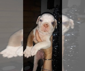 Olde English Bulldogge Puppy for sale in LUTHER, MI, USA
