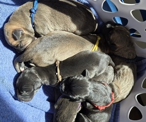 Irish Dane Puppy for sale in BRIMFIELD, MA, USA