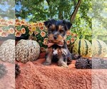 Small #1 Yorkshire Terrier