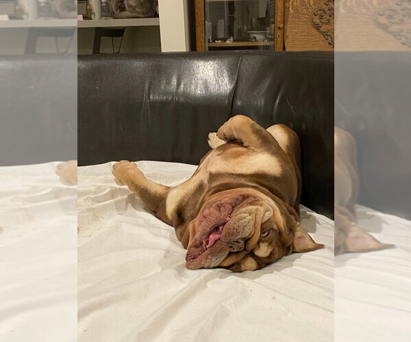 Medium Photo #3 American Bulldog-Unknown Mix Puppy For Sale in Salt Lake City, UT, USA
