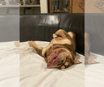 Small Photo #3 American Bulldog-Unknown Mix Puppy For Sale in Salt Lake City, UT, USA