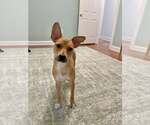 Small #3 Mutt