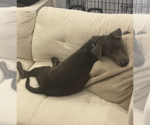 Scottie - Male Labmaraner Dog for Adoption - Small photo
