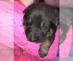 Small Photo #6 German Shepherd Dog Puppy For Sale in KINGSTON, NY, USA