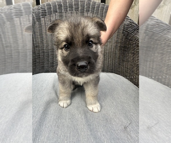 Medium Photo #1 German Shepherd Dog-Siberian Husky Mix Puppy For Sale in HOUSTON, TX, USA