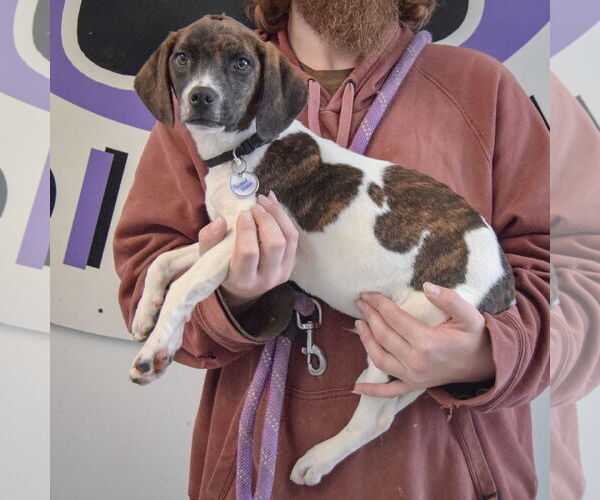 Medium Photo #2 Beagle-Pointer Mix Puppy For Sale in Huntley, IL, USA
