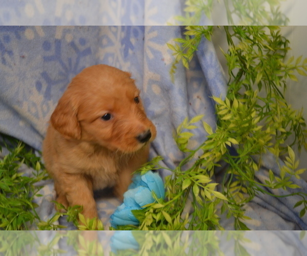 Medium Photo #3 Golden Retriever Puppy For Sale in GREENWOOD, WI, USA