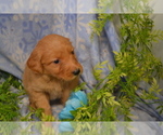 Small #2 Golden Retriever