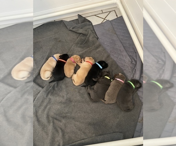 Medium Photo #3 Labrador Retriever Puppy For Sale in KISSIMMEE, FL, USA