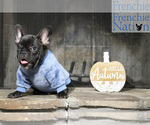 Small Photo #2 French Bulldog Puppy For Sale in LAWRENCEVILLE, GA, USA