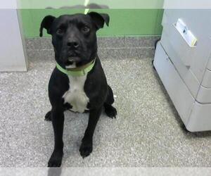 American Pit Bull Terrier Dogs for adoption in Murfreesboro, TN, USA