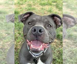 American Pit Bull Terrier-Unknown Mix Dogs for adoption in Millersville, MD, USA