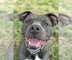 Small American Pit Bull Terrier Mix