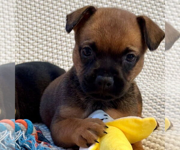 Medium Photo #2 Mutt Puppy For Sale in San Juan Capistrano, CA, USA