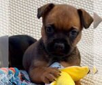 Small #1 Mutt