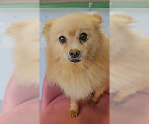 Medium Photo #1 Pomeranian Puppy For Sale in Studio City, CA, USA