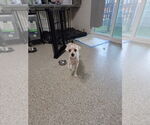 Small #4 Poodle (Miniature)