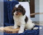 Small #2 Bernedoodle (Miniature)
