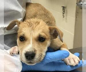 Labrador Retriever-Unknown Mix Dogs for adoption in Conroe, TX, USA