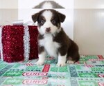 Puppy 1 Miniature Australian Shepherd