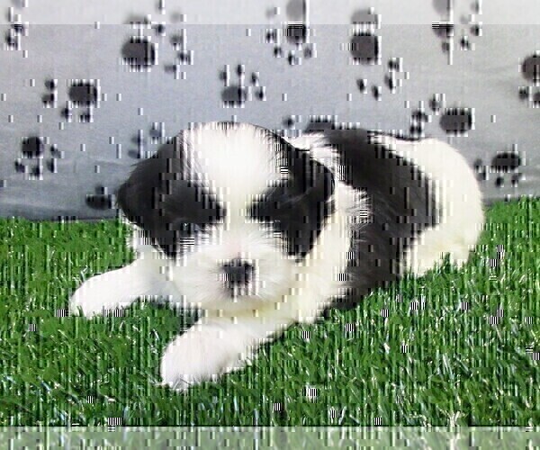 Medium Photo #9 Shih Tzu Puppy For Sale in BRIDGEWATER, VA, USA