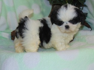 Shih Tzu Puppy for sale in HARTFORD, AR, USA