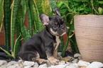 Small Photo #1 Bulldog Puppy For Sale in CUTLER BAY, FL, USA