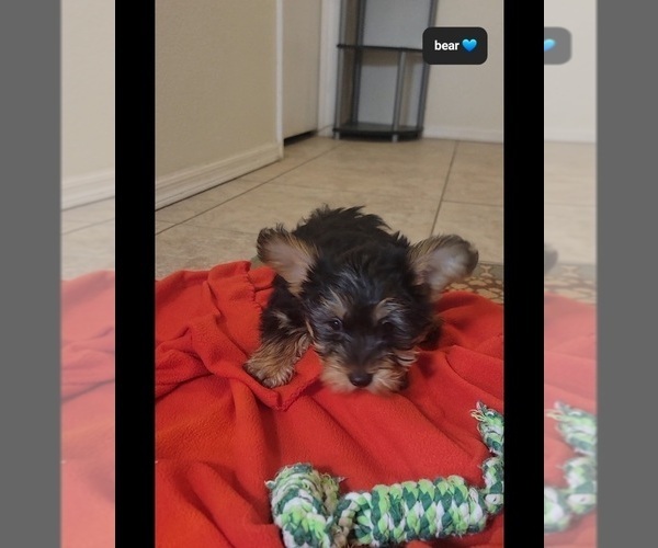 Medium Photo #3 Yorkshire Terrier Puppy For Sale in TUCSON, AZ, USA