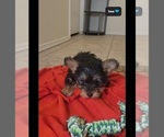 Small #2 Yorkshire Terrier