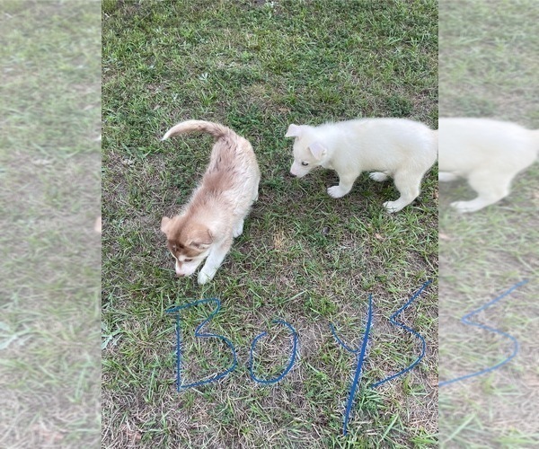 Medium Photo #11 Siberian Husky Puppy For Sale in HILLISTER, TX, USA