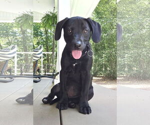 Mutt Dogs for adoption in Wakefield, RI, USA