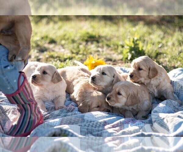 Medium Photo #21 Golden Retriever Puppy For Sale in BYERS, CO, USA
