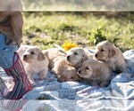Small #2 Golden Retriever