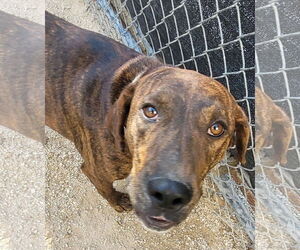 German Shorthaired Pointer-Treeing Walker Coonhound Mix Dogs for adoption in Stover, MO, USA