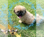 Small #5 Shih Tzu