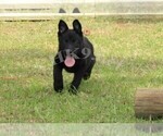 Small Photo #2 German Shepherd Dog Puppy For Sale in MIAMI, FL, USA