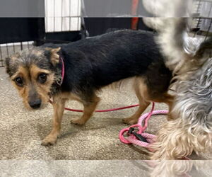 Chihuahua Mix Dog for Adoption in Sanford, Florida USA