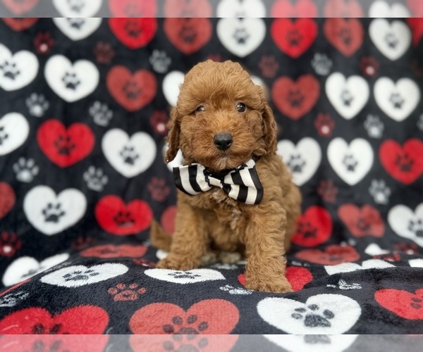 Medium Photo #1 Cavapoo (Miniature) Puppy For Sale in LAKELAND, FL, USA