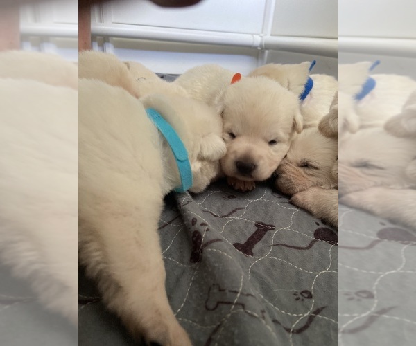 Medium Photo #4 German Shepherd Dog Puppy For Sale in ALACHUA, FL, USA