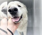 Small Great Pyrenees Mix