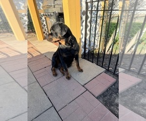 Mother of the Rottweiler puppies born on 01/16/2026