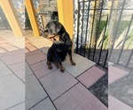 Small Photo #1 Rottweiler Puppy For Sale in DANVILLE, IL, USA